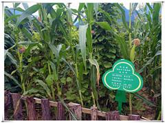 HJC888黄金城·(中国集团)官网