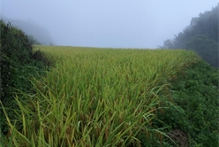 202012071748443167_248x166