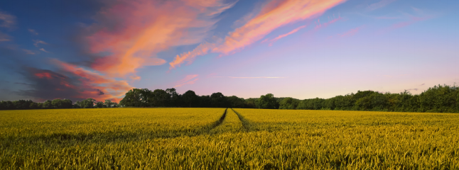 HJC888黄金城·(中国集团)官网