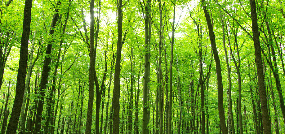 HJC888黄金城·(中国集团)官网